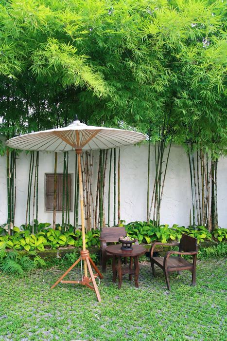 10 Bamboo Landscaping Ideas Patio Garden Design Bamboo Landscape