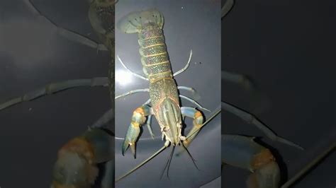 Thenus, acetes, stupid, caridea, lobster, crayfish, crawfish, shrimp solo. Udang kara - YouTube