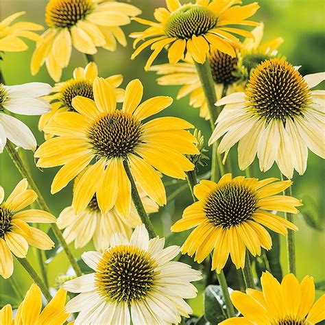 Echinacea Mellow Yellows Flower Seeds From Woolmans