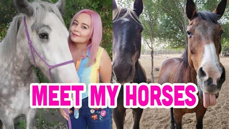 Meet My Horses Youtube