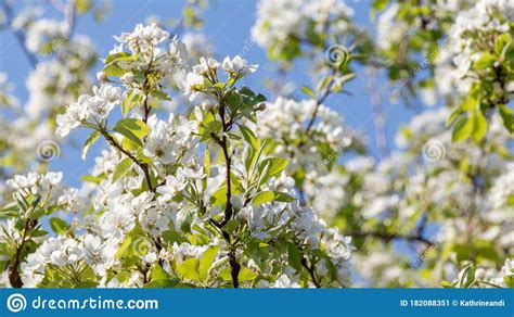 Pear Tree Spring White Flowers Bloom In Garden Stock Image Image Of