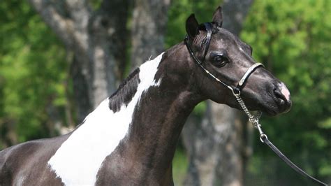 Arabian Show Horse Hd Desktop Wallpaper Widescreen High Definition