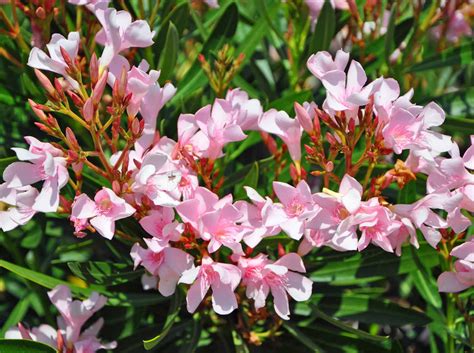 Petite Pink Oleander Desert Horizon Nursery