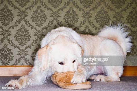 Dog Chewing Slipper Photos And Premium High Res Pictures Getty Images