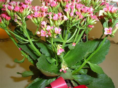 Use the key to species, which is based on ribbonwood euroschinus falcatus other names: Pink Blooming Succulent Is A Kalanchoe