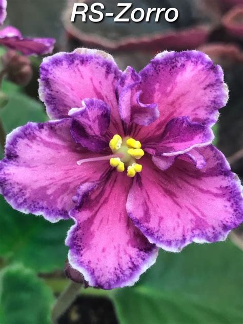 African Violet Rs Zorro Std Russian African Violets Saintpaulia