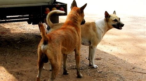 Indian Pariah Dog Native