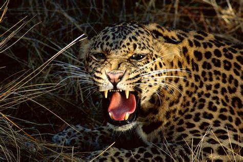 Leopard A Long And Perilous Voyage