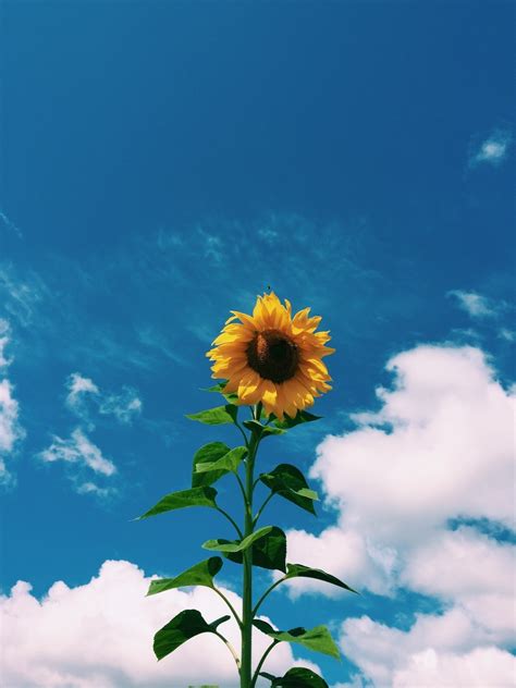 Beautiful hd sun, sky and clouds background wallpaper images collection for desktop, pc, laptop, mobile phone, tablet and other devices. art , hipster , vintage , indie , soft grunge , sunflower , blue sky , white clouds ...