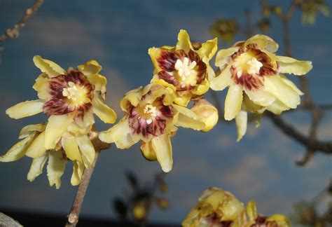 Chimonanthus Praecox Shrub 10 Seeds Fragrant Wintersweet Hardy