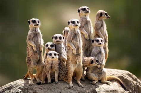 What Are Interesting Facts About Meerkats Suricata Suricatta