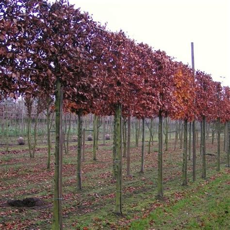 Pleached Beech Trees Pleached Beech Hedging Ornamental Trees