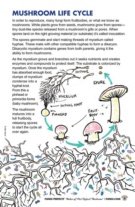 Fungi Perfecti Mushroom Fun Time Activity Book