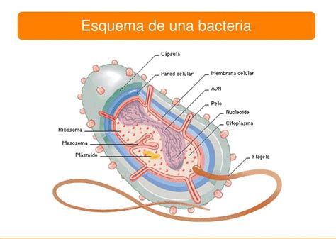 Esquema De Una Bacteria Fotos Gu A