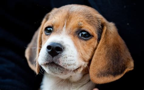 728173 Dogs Beagle Glance Puppy Rare Gallery Hd Wallpapers