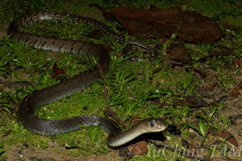 Keeled Rat Snake Snakes Of The Philippines · Inaturalist