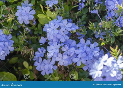 Plumbago Auriculata Blue Flowering Tropical Plants Cape Leadwort Five