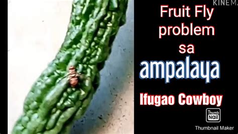 Fruit Fly Problem Sa Bunga Ng Ampalaya Magsasakang Ofw Ifugao