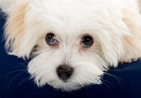 Puppy Dog Eyes Explained By Science