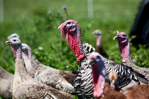 Elmwood Stock Farms Organic Heritage Breed Turkeys Organic Pasture