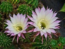 Los cactus con flores más espectaculares | Jardineria On