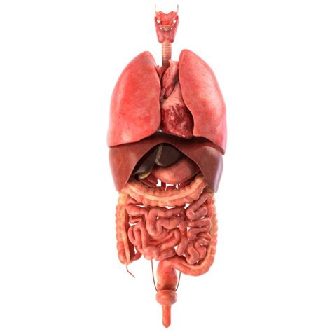 Internal Organs Human Koibana Info Human Pictures Human Organ