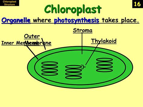 The mitochondria is responsible for respiration, but glycolysis occurs in the cytoplasm of the cell. PPT - ATP, Photosynthesis & Cellular Respiration PowerPoint Presentation - ID:5231475