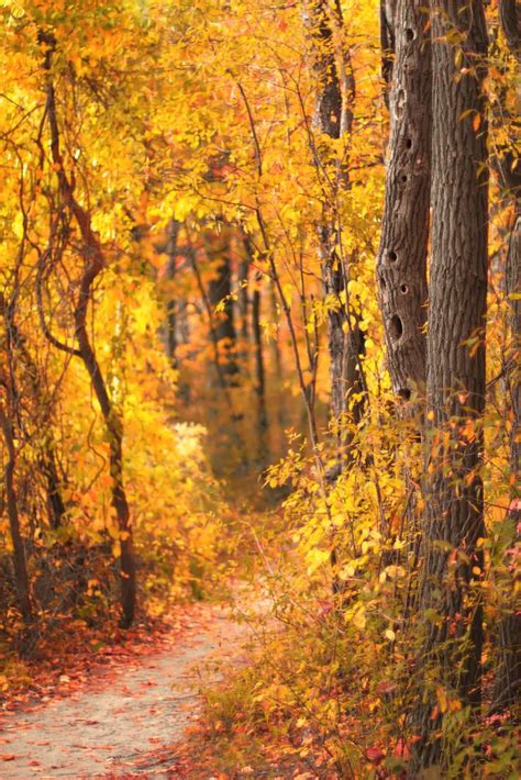 Autumn Pathway By Christopher Kierkus Autumn Scenery Autumn Scenes