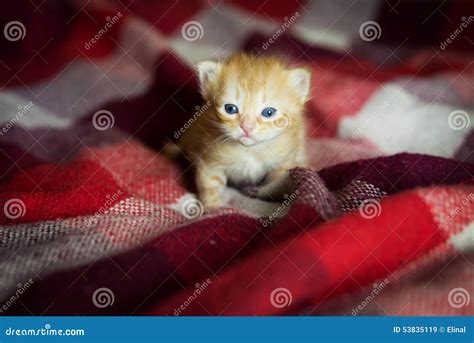 Little Kitten Lying On Checkered Red Blanket Stock Image Image Of