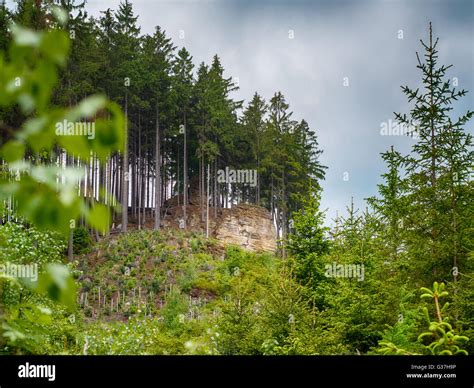 Mountains Landscape With Pines Stock Photo Alamy