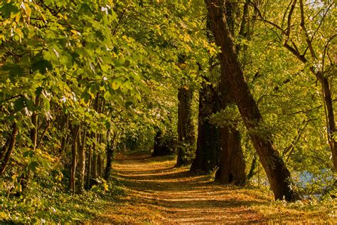 1920x1080 Trail Trail Autumn Trees Nature Path Forest Trees Coolwallpapersme