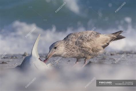 Seagull Eating A Dead Shark On Beach Blurred Background — Fauna Close