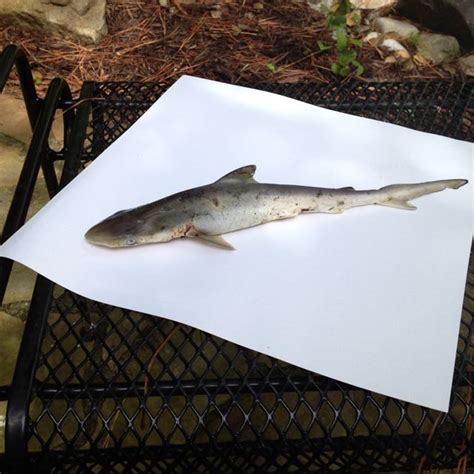 Shark Falling From The Sky In Virginia Is Not A Sign Of An Imminent