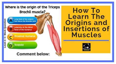 How To Learn The Origins And Insertions Of Muscles