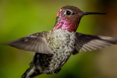Hummingbirds In Arkansas 9 Species That You Can Spot