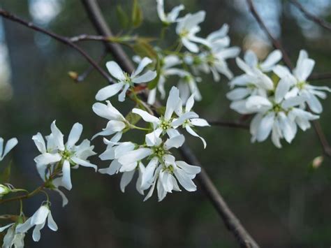 Native Flowering Trees From The Forest To The Garden White