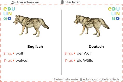 Wolf Auf Englisch Schrift Und Aussprache Mit Bildern
