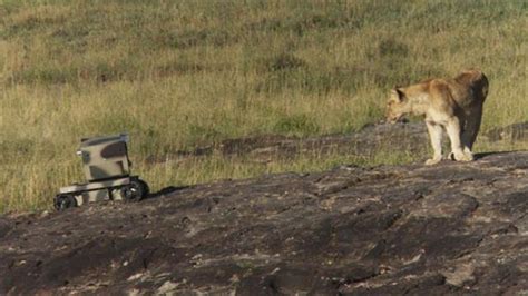 Photographing Lions With Technology