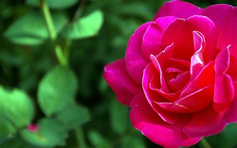 🔥 Free Download Rose Flower Wallpaper Beautiful Rose Wallpapers