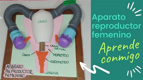 Aparato Reproductor Femenino Con Material Reciclable Nombres De Labiales The Best Porn Website