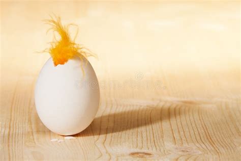 198 Chicken Coming Out Egg Stock Photos Free And Royalty Free Stock