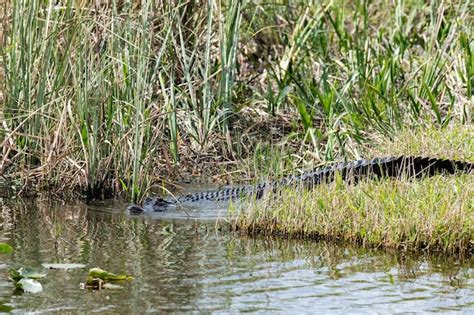 Premium Photo Florida Alligator In Everglades Close Up Portrait