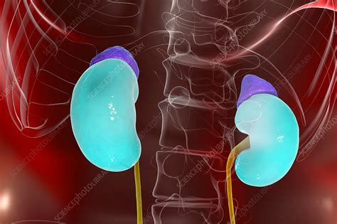 Human Kidneys And Adrenal Glands Illustration Stock Image F021