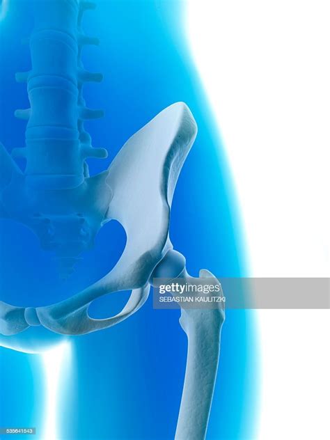 Human Hip Joint Illustration High Res Vector Graphic Getty Images