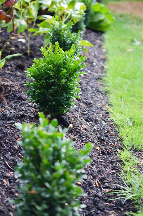 Planting A Boxwood Hedge With Heyswansons — Seattles Favorite Garden