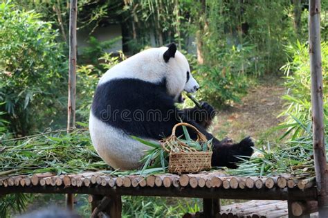 Giant Panda Bear Eating Bamboo Stock Photo Image Of Habitat Leaf