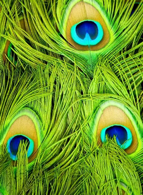 What color goes well with green and orange? Peacock Feathers Green | Groen, Pauw, Vogels