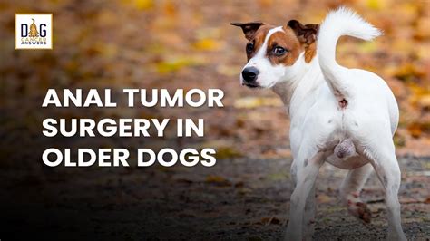 Anal Tumor Surgery In Older Dogs │ Dr Nancy Reese Qanda Youtube