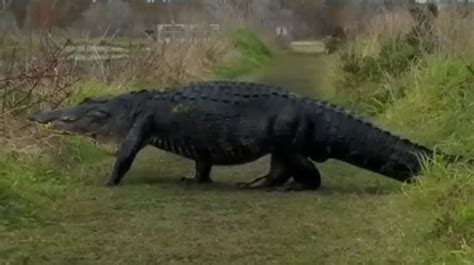 Massive Alligator Spotted Strolling Across Florida Nature Reserve Path