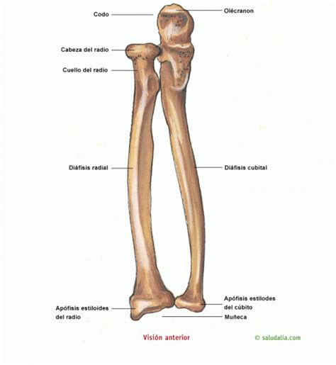 Cúbito y radio Huesos del cuerpo humano Anatomia del hueso Huesos anatomia